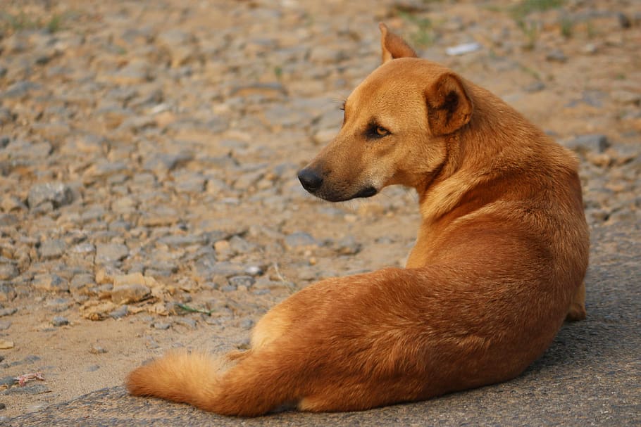A Step by Step Guide To Carry Out Sterilization Of Dogs In Your Colony